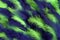 Background of small blue and green plumes