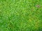 Background from small leaves of a small plant. Soft green grass in the park. Gently green background