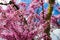 Background with small pink flowers. View of a tree blossoms in sakura. Prunus okame.