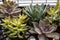 Background of small potted succulents in many shapes