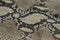 Background of snake skin leather texture