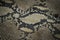 Background of snake skin leather texture