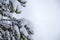 Background with snow covered pine branches framing the white space