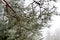Background of snow covered pine branches with green needles. The concept of the onset of winter time and cold weather