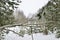 Background of snow covered pine branches with green needles. The concept of the onset of winter time and cold weather