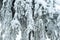 Background: a solid curtain of drooping living branches of a large fir, covered with snow after snowfall