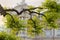 Background of Sophora japonica branches against the historic building