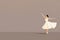 Background with space for text, classical ballet ballerina