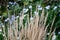 The background of spica. Landscape photo with white daisies on the background