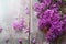 Background with splendid lilac flowers