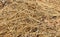 Background of the spring dried grass texture