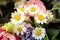 Background of spring flowers, chamomile, tulips, close-up