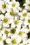 Background of spring flowers white Saxifraga paniculata