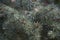 background of spruce branches with bright thick conifer needles