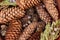 Background with spruce and pine cones, juniper berries, thuja branches.