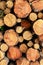 Background stack of logs many trunks thin close-up natural design base