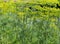 Background of the stems of flowering dill on a field