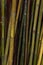 Background of stems of green bamboo