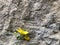 Background structure - yellow buttercup and old stone wall