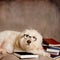 Background of a Studious Dog Wearing Reading Glasses/Books