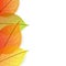 Background with stylize autumn leaves