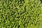 Background from succulent sedum natural ground cover green plant for floral compositi