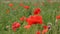 Background of a summer field of red blooming poppies close up on a windy day. Top view. Natural backgrounds and textures