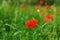 Background of a summer field of red blooming poppies close up on a windy day. Top view of red poppy.