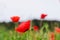 Background of a summer field of red blooming poppies close up on a windy day. Top view of red poppy.