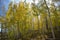 Background Sun Makes Aspens Shine