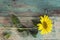 Background with sunflower on old wooden boards with peeling pain