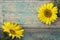 Background with sunflowers on old wooden boards with peeling paint. Space for text.