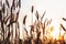 Background of sunset with field of wheat rice