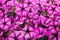 Background with surfinia flowers pink