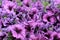 Background Surfinia hybrida petunia. Blossom Purple Flowers Background.