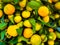 Background of tangerines with leaves on the market. Ripe fruits on the counter