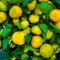 Background of tangerines with leaves on the market. Ripe fruits on the counter.