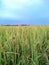 background tekxture of beauty rice field