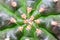 background textuer of Cactus succulent plant