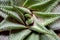 background textuer of Cactus succulent plant