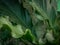 Background texture of Anthurium Plowmanii green leaf.
