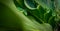 Background texture of Anthurium Plowmanii green leaf.