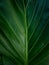 Background texture of Anthurium Plowmanii green leaf.