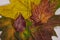 Background texture: Autumn fallen leaves.