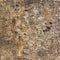 Background texture of birch bark