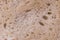 Background or texture. Bread, close-up. crumb. Close up texture of a sliced Wheat Bread