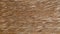 Background texture of brown natural reed twine