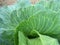 Background with texture cabbage leaf