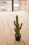 Background texture, cactus in a pot on the floor with boards