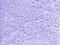 Background texture carpet purple for design